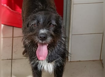 TOMILHO wünscht sich sein Traumkörbchen