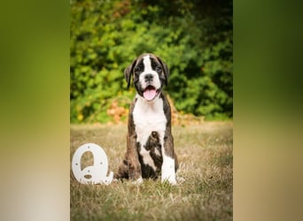 Boxerwelpen mit VHD Papiere