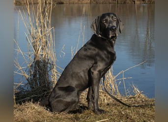 Joe Fritz - aktiver Familienhund - Tierhilfe Franken e.V.