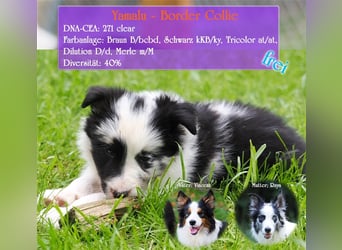 Border Collie Welpen