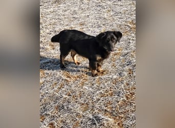 Fusko der freundliche Dackelmix