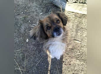 Benji, süßer Pekingnese-Mix sucht Traumzuhause