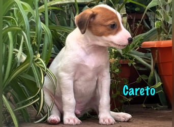 Careto 02/2025 (ESP) - verspielter, kleiner Podenco-Bodeguero Mix Welpe!
