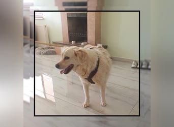 Golden Retriever Mix Flocke: katzenverträglich u. lieb sucht Familienanschluss! MIT VIDEOS!