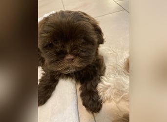 Shih-Tzu-Bolonka Welpen