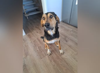 Zoris - Ein Herz auf vier Pfoten sucht sein Zuhause oder Pflegestelle!