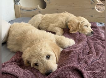 Goldendoodle - Welpen [Double-Doodle]