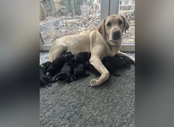 8 Labrador Retriever Rhodesian Ridgeback Welpen in Sonderfarbe seal