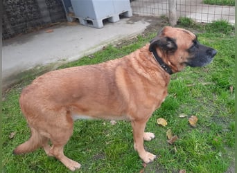 Zora sucht ein Zuhause