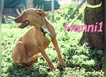 Hanni1 10/2021 (ESP) - anhängliche, gesellige und fröhliche Labrador-Podenco-Mix Hündin!