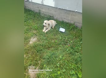 Ada sucht eine liebevolle Familie!