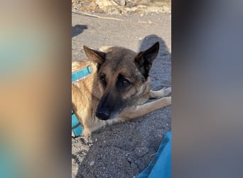 Schäferhundmix MADDOX sucht seine eigene Familie!