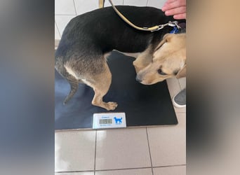 Deni, geboren 22.01.2024, 52cm sucht seine Menschen