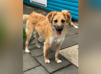 ♥PEPITO♥ neu auf Pflegestelle bei Köln - niedlicher, verspielter, fröhlicher Jungspund 46cm