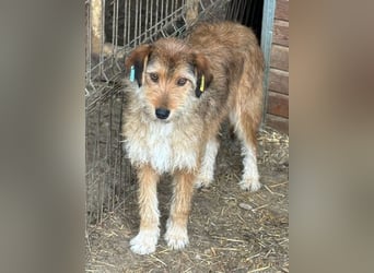 ♥SOUL♥ niedliche, anfangs noch vorsichtige Hündin mit dem zauberhaft getigerten Struppifell 47 cm