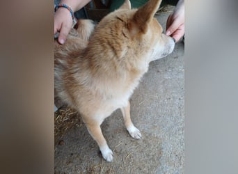 Bibi-Biszu PP – zarte Shiba-Hündin sucht liebevolles Zuhause