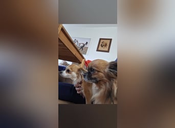 Wurfankündigung unserer Hündin " Bella " langhaar Chihuahua