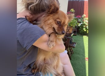 Tobi2 SR – unkomplizierter Sonnenschein sucht neues Glück