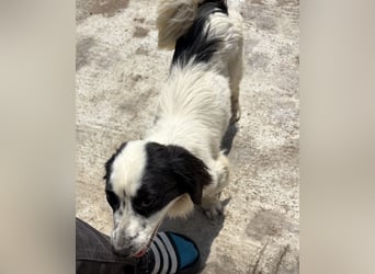 Oreo - freundlich und neugierig