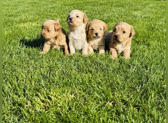 Wunderschöne Maltipoo Welpen!!! (Malteser/Zwergpudel)