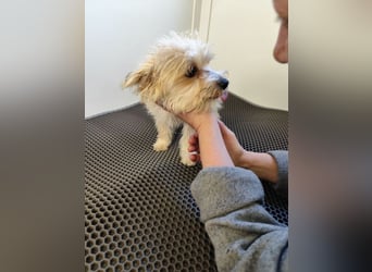 Welpe MIRCO - der fröhliche kleine Mann ist auf der Suche nach seiner eigenen Familie