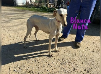 Blanca Nata 10/2023 (in Deutschland) - aufgeschlossene und unkomplizierte Traumgalga!