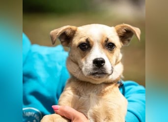 Luan