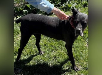 Kali sucht dringend ein Zuhause