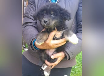 Sina ❤️ junge, aktive Husky-Mix Dame