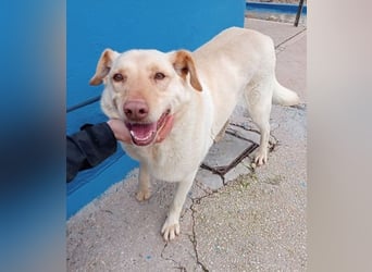 Laika, darf sie einmal im Leben ein schönes Zuhause haben?!