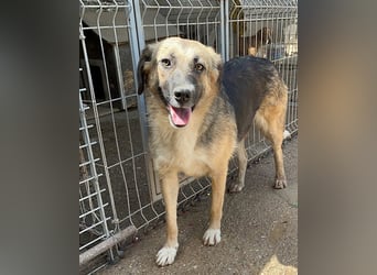 KORA❤️sanfte Seele sucht sehnsüchtig ein liebevolles Zuhause & Geborgenheit