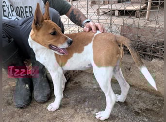 Izzie geb. 02/2025 (ESP) - aufgeschlossene, clevere Bodeguero-Mix Welpin!