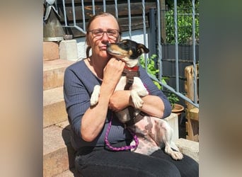 Anhängliche  Jack Russel Hündin PIXIE wartet in Overath auf Deinen Besuch!