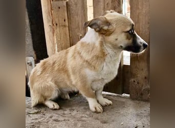 Lilu muss dringend aus dem Shelter