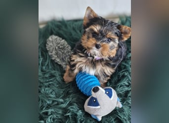 Yorkshire Terrier Welpe Timmi mit Stammbaum Black tan in Baden-Württemberg
