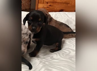 Zuckersüße Jack Russel- Dackel Welpen in liebevolle Hände abzugeben !