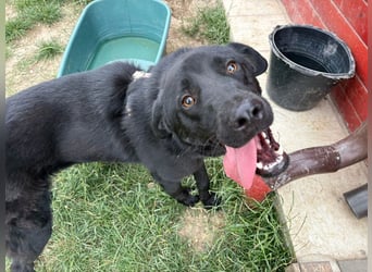 Ink - aktiver, lebhafter und verspielter Labrador-Mix Rüde / z.Zt. noch in Rumänien