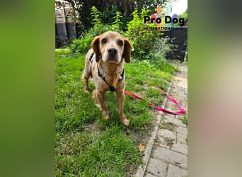 Skipper auf Pflegestelle