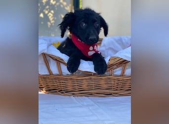 Bari LM - Zuhause gesucht – Neun kleine Hundekinder auf großer Mission