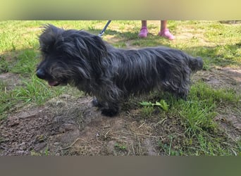 Senior Lenny sucht Zuhause oder Pflegestelle