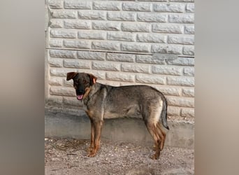Buddy❤️ - sanfter Kerl mit dem großen Herz sucht seine Menschen
