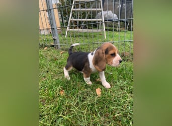 Beagle Welpen