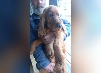 Botond, bildhübscher Cocker Spaniel Rüde geb. 2021