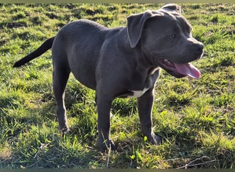 Süße Labradorwalmaraner/ American bully (pocket) Mix