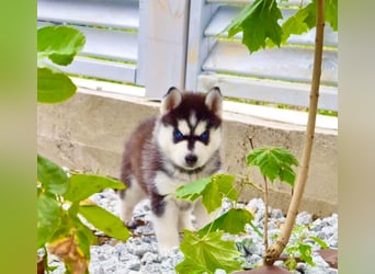 FCI Pedigree Blue Eyed Black & White Siberian Husky Champion Puppy