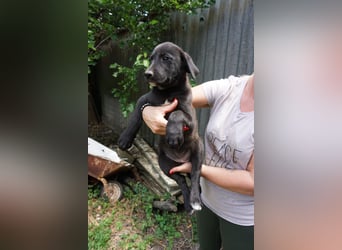 Ruby - sitzt auf gepackten Köfferchen