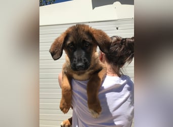 Schäferhund Mix Biba