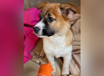 Tilda - süßes Hundemädchen sucht ihre Familie