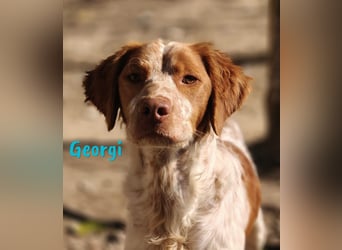 Georgi 05/2023 (ESP) - aufgeweckter und verschmuster Bretonischer Spaniel!