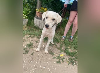 Lazar sucht ein Zuhause